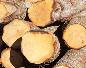 Raw unprocessed oak tree logs.