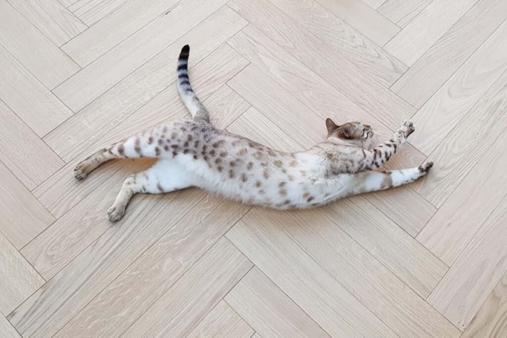 Wood flooring with pets